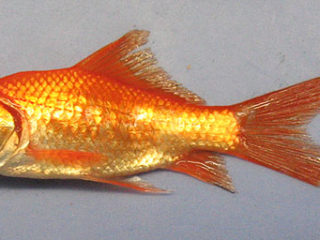 Goldfish