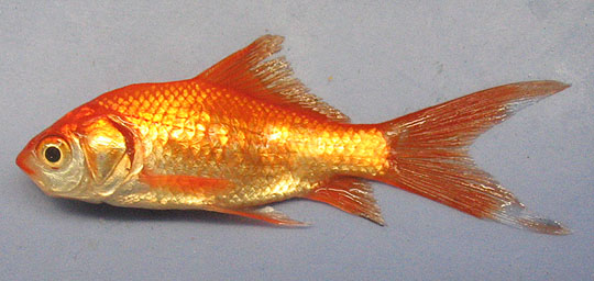 Goldfish