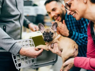Benefits of Using a Pet Taxi Service for Your Furry Friend